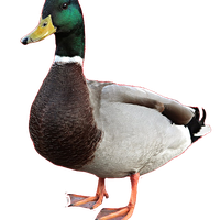 Cute Duck PNG