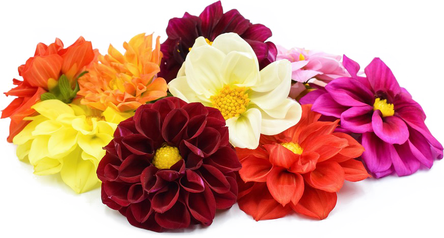 Download PNG image - Dahlia PNG File 