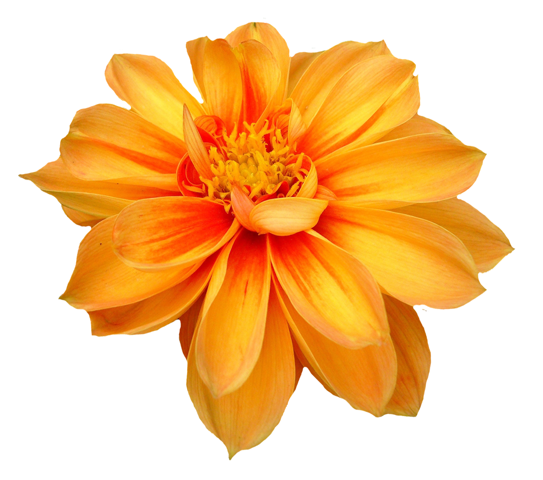 Download PNG image - Dahlia PNG Free Download 