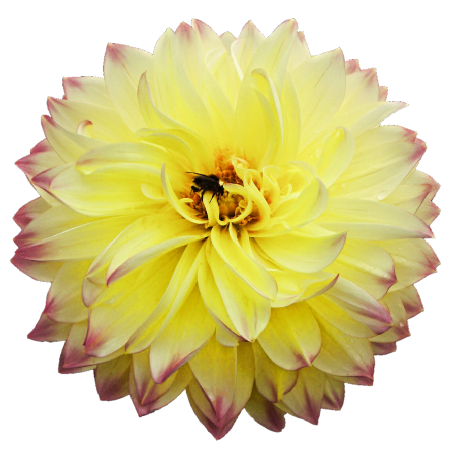 Download PNG image - Dahlia PNG Picture 