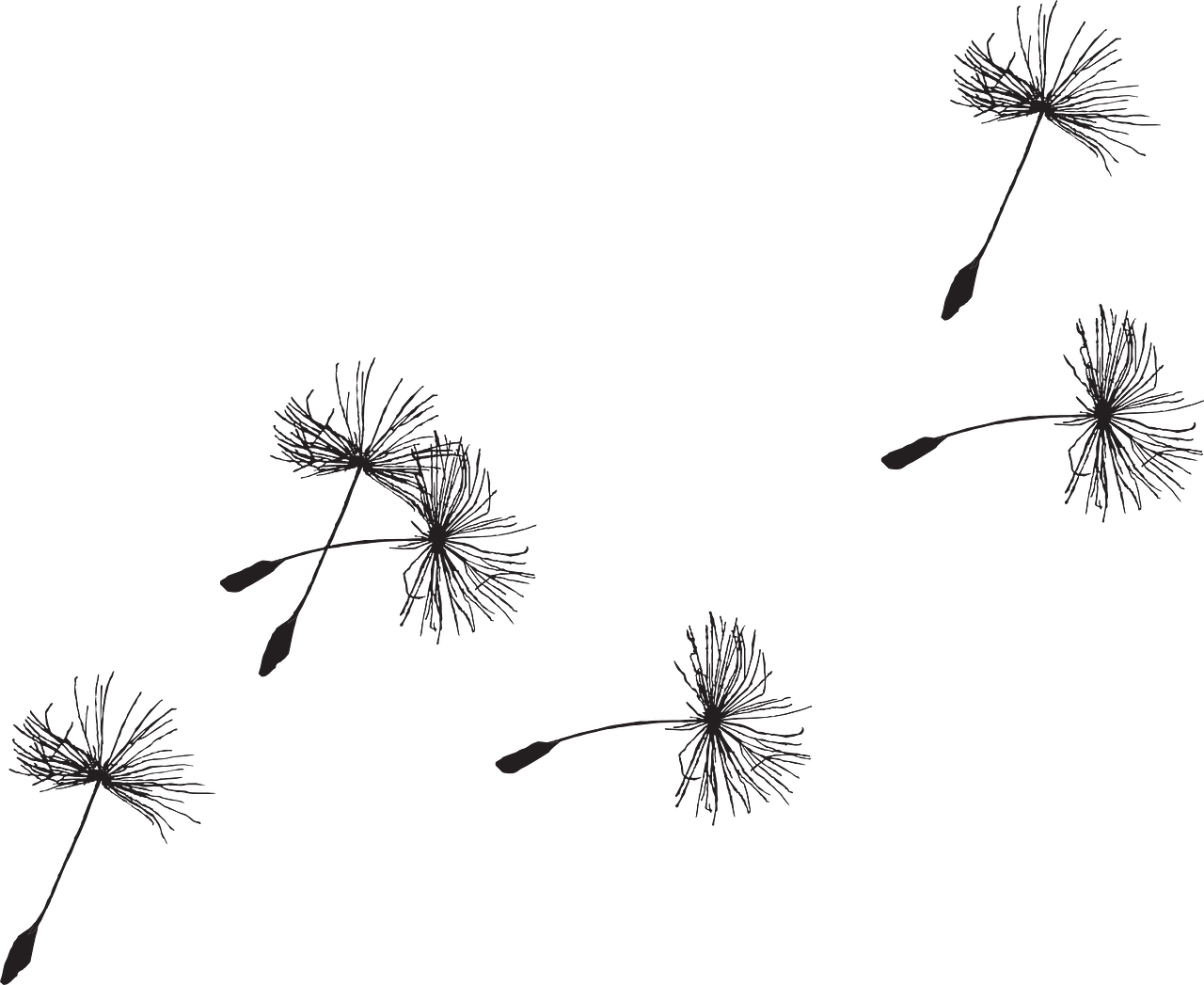 Download PNG image - Dandelion PNG Picture 
