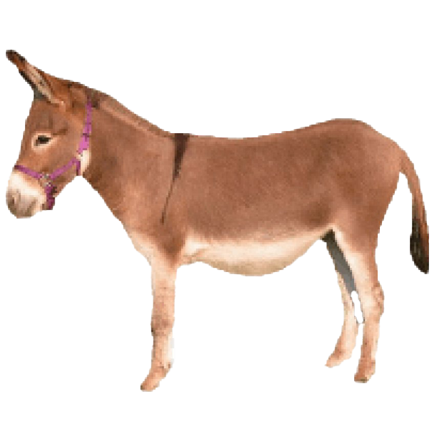 Download PNG image - Donkey Background PNG 
