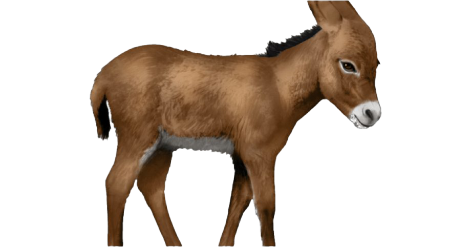Download PNG image - Donkey PNG Clipart 