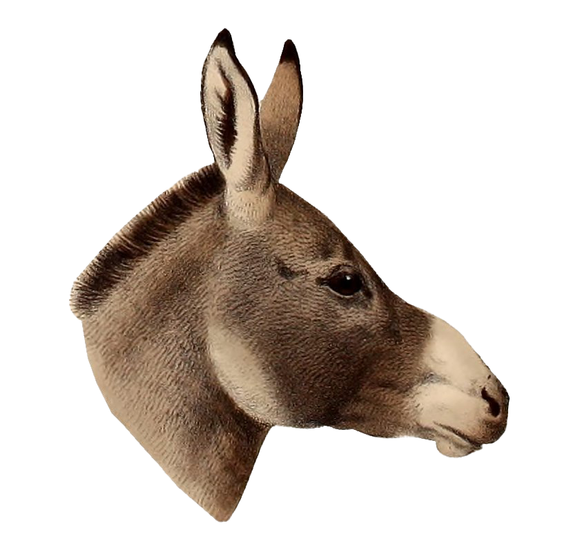 Download PNG image - Donkey PNG Pic 