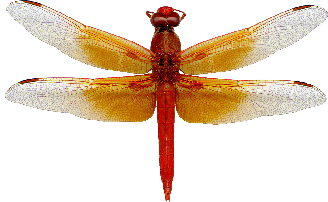 Download PNG image - Dragonfly PNG Image 