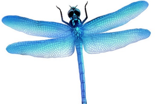 Download PNG image - Dragonfly PNG Picture 