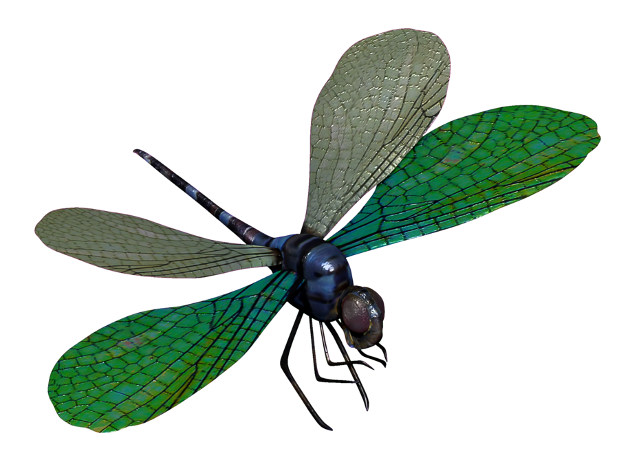 Download PNG image - Dragonfly Transparent PNG 