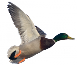 Download PNG image - Duck PNG HD 