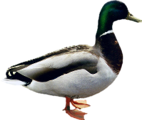 Download PNG image - Duck PNG Image 