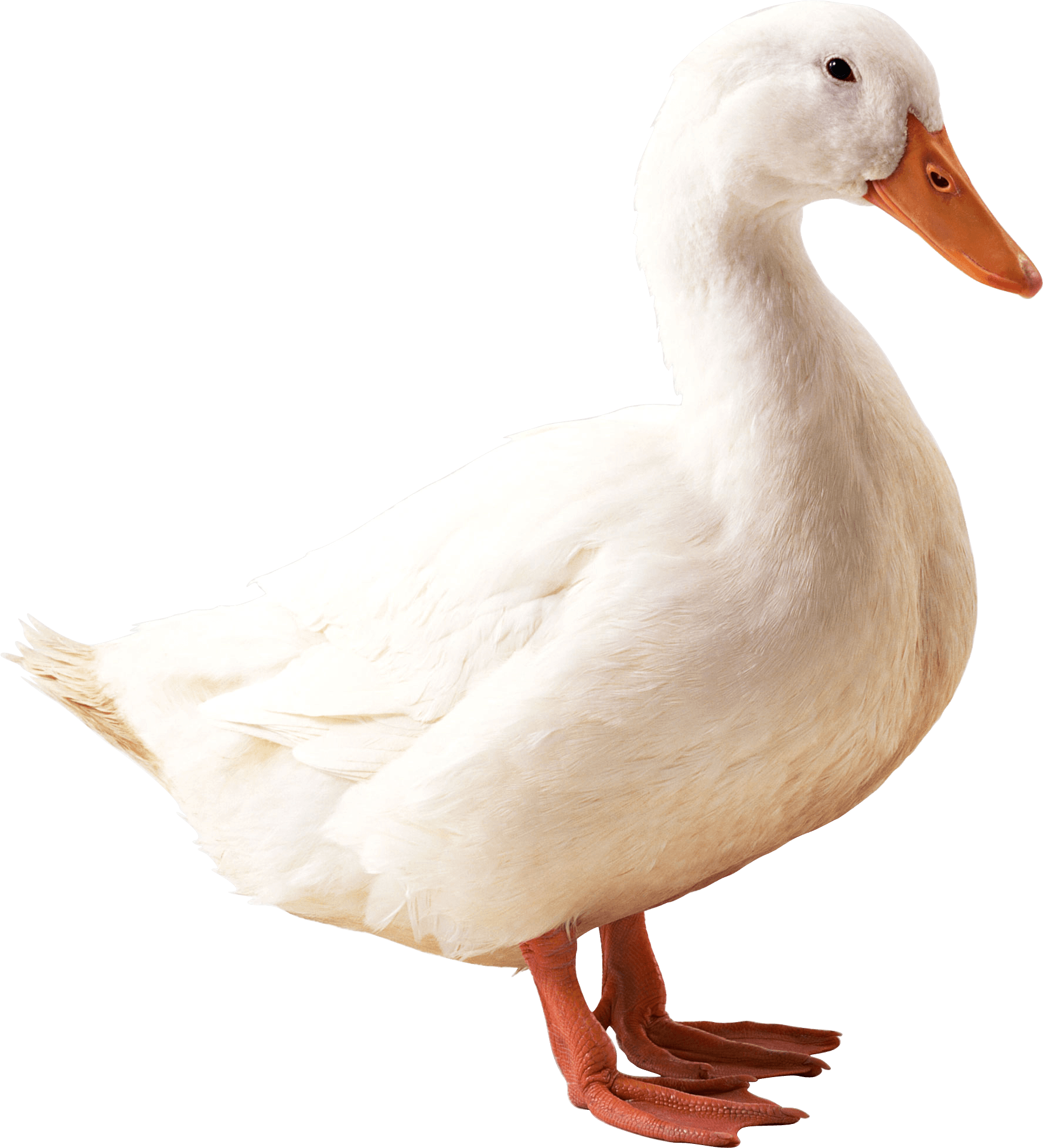 Download PNG image - Duck PNG Photos 
