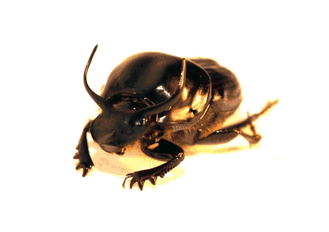 Download PNG image - Dung Beetle PNG Clipart 
