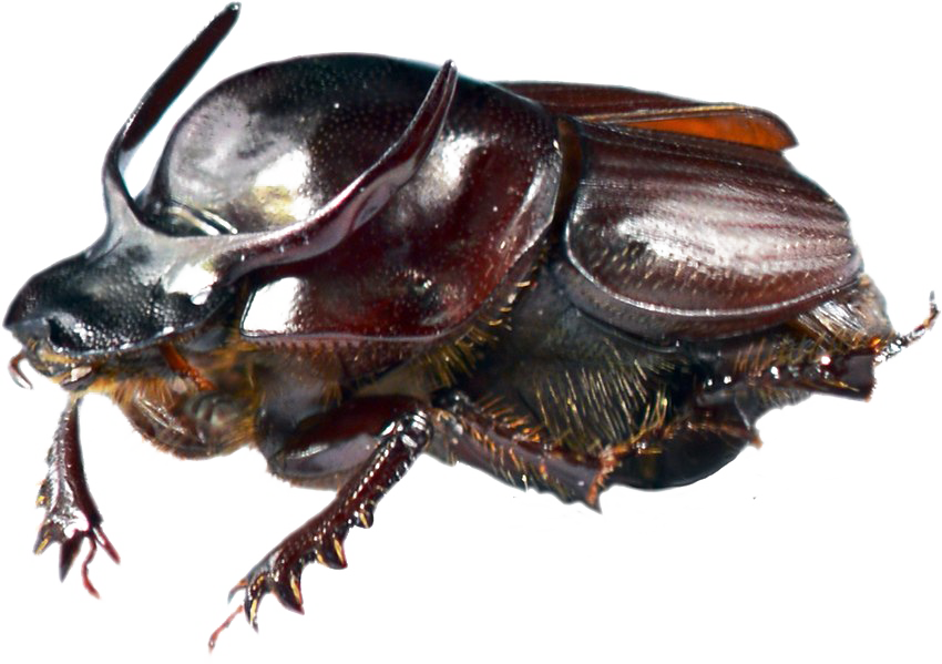 Download PNG image - Dung Beetle Transparent PNG 