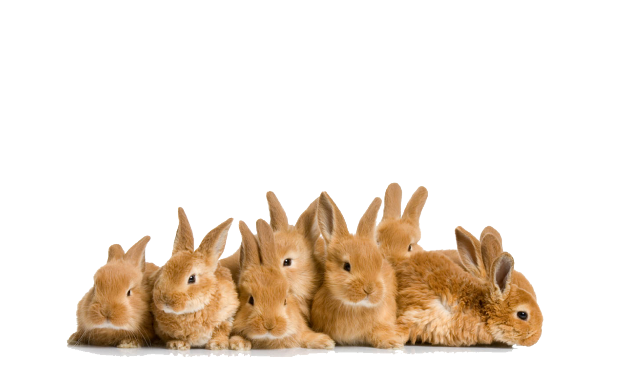 Download PNG image - Easter Rabbit PNG File 