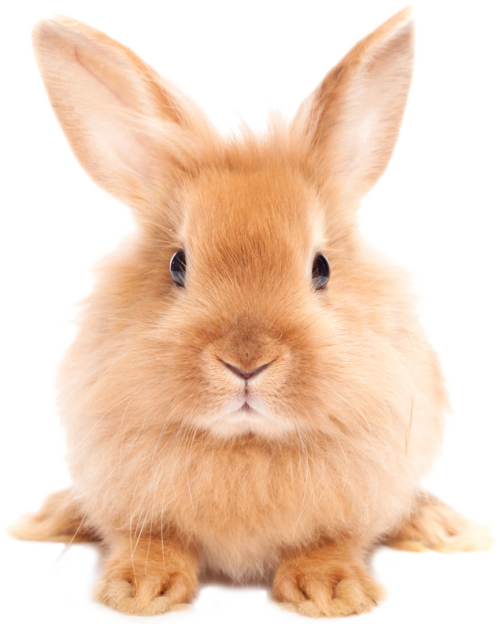 Download PNG image - Easter Rabbit PNG HD 