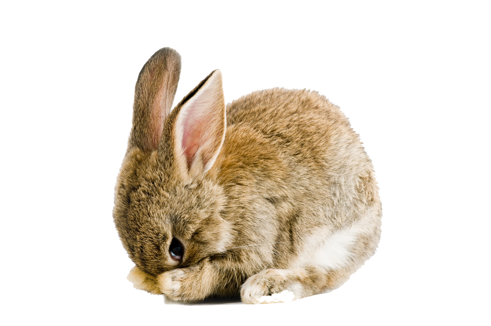 Download PNG image - Easter Rabbit PNG Pic 