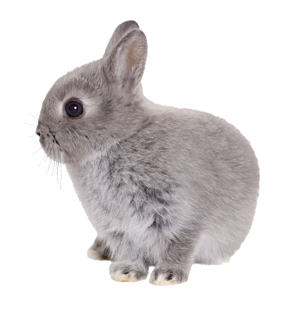 Download PNG image - Easter Rabbit Transparent PNG 