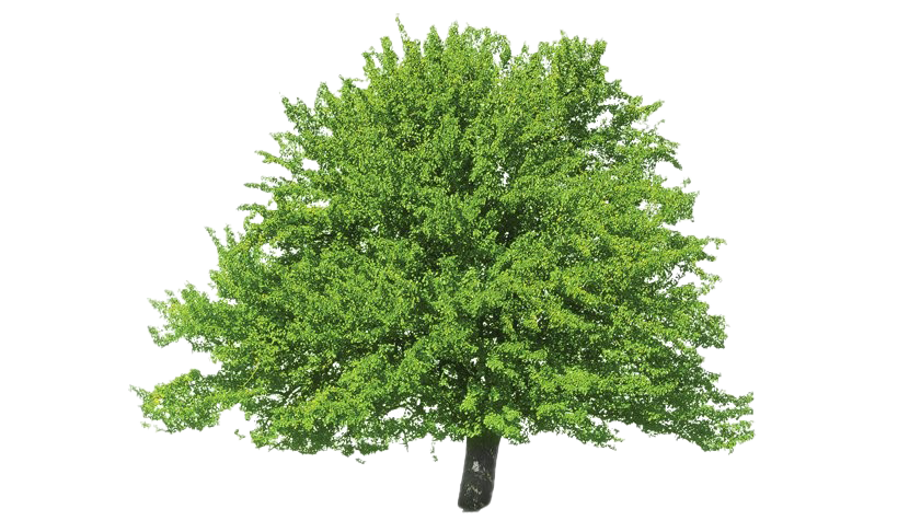 Download PNG image - Evergreen PNG Clipart 