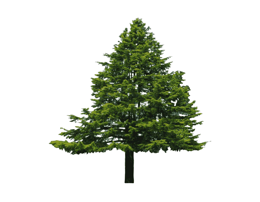 Download PNG image - Evergreen PNG File 