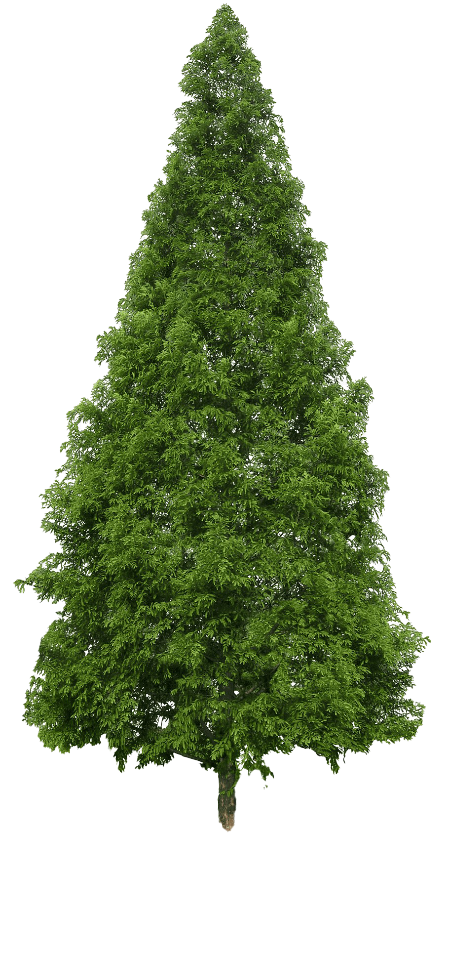 Download PNG image - Evergreen PNG Image 
