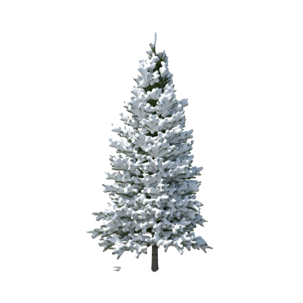 Download PNG image - Evergreen Tree PNG File 