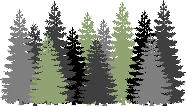 Download PNG image - Evergreen Tree PNG Image 