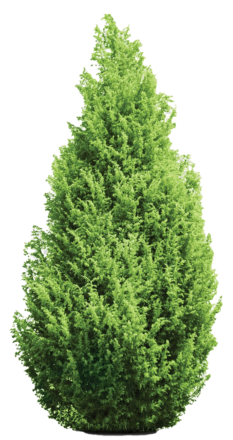 Download PNG image - Evergreen Tree Transparent Background 