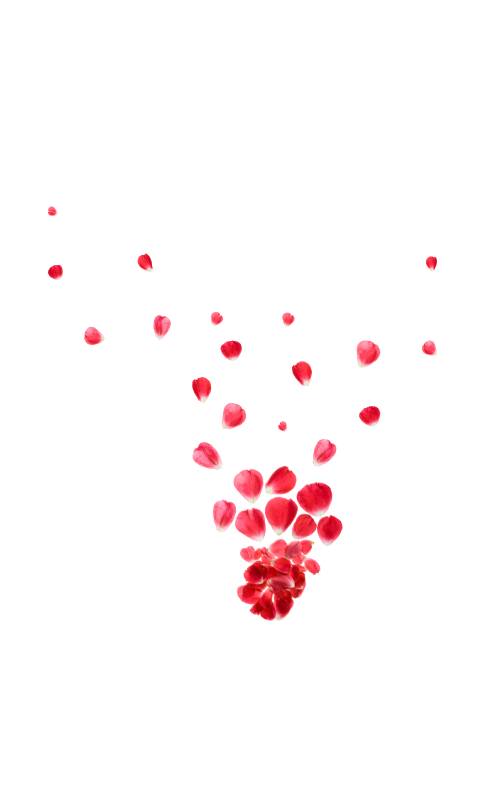 Download PNG image - Falling Rose Petals Background PNG 