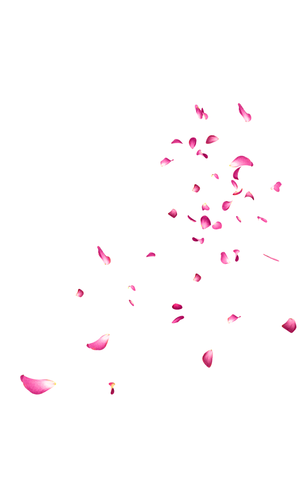 Download PNG image - Falling Rose Petals PNG Picture 