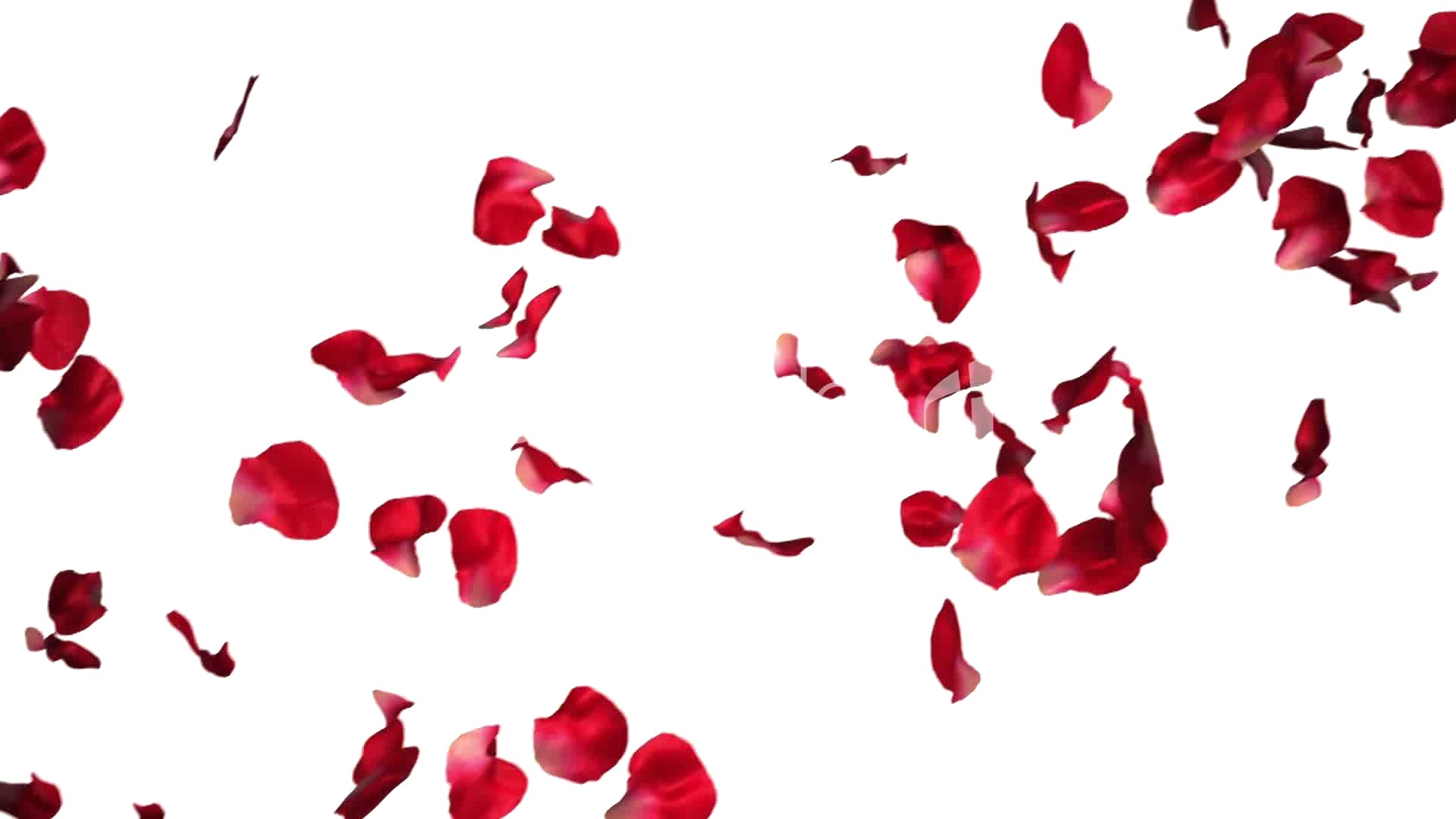 Download PNG image - Falling Rose Petals Transparent PNG 
