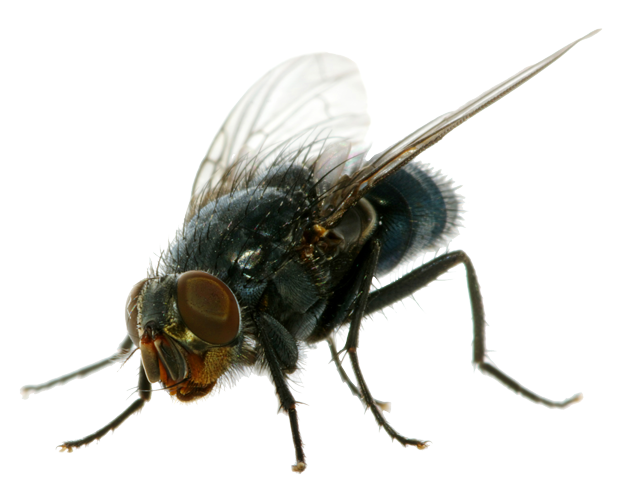 Download PNG image - Flies PNG Clipart 