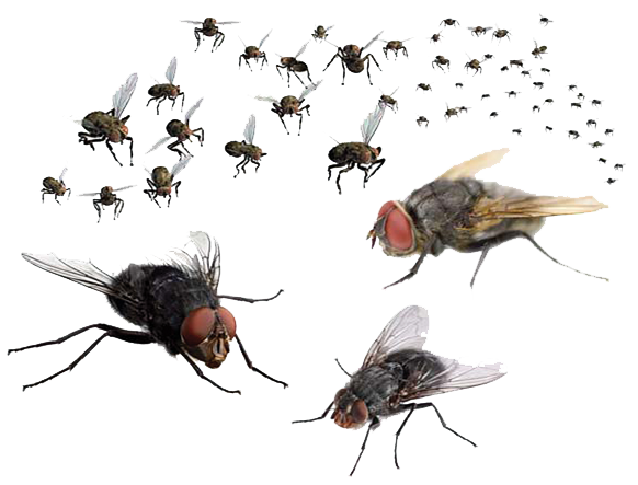Download PNG image - Flies PNG Transparent Image 