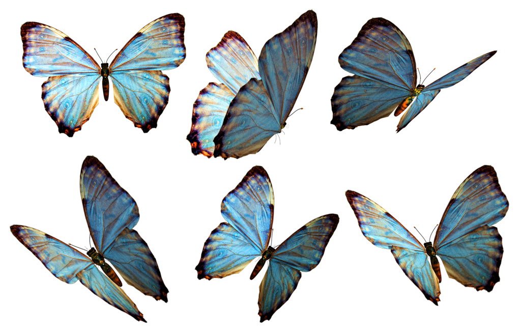 Download PNG image - Flying Butterflies PNG Image 