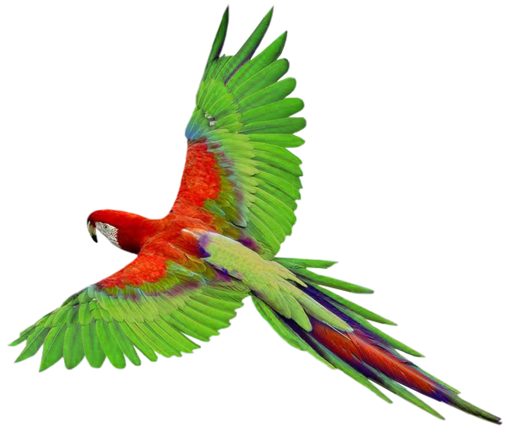 Download PNG image - Flying Parrot PNG Clipart 