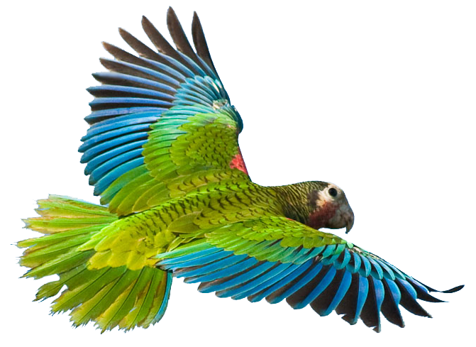 Download PNG image - Flying Parrot PNG Image 