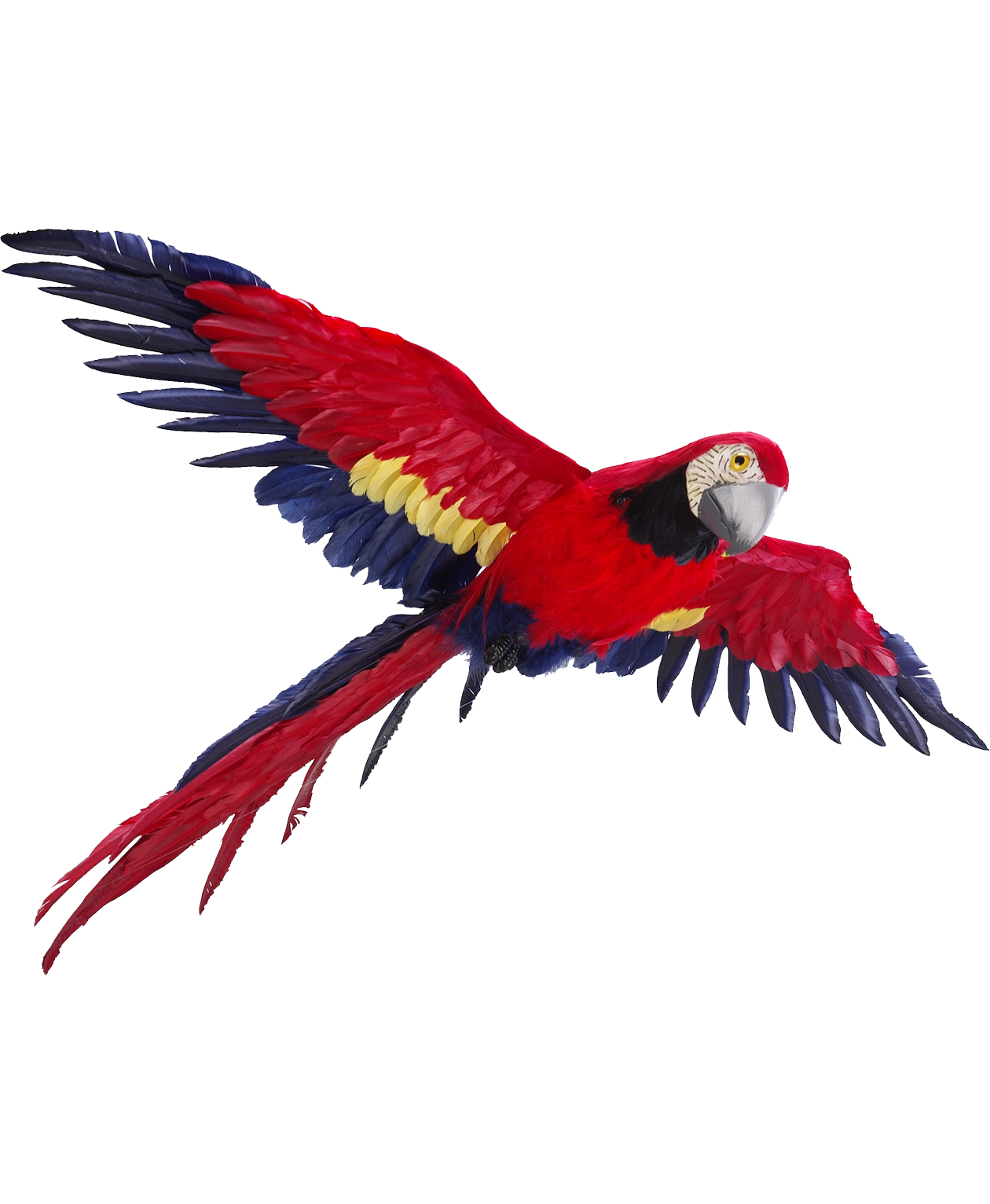 Download PNG image - Flying Parrot PNG Photos 