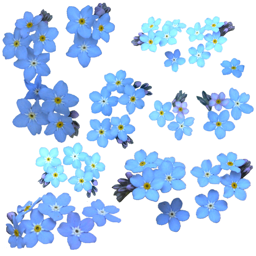 Download PNG image - Forget Me Not PNG Clipart 