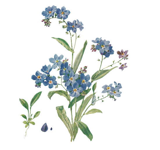 Download PNG image - Forget Me Not PNG File 