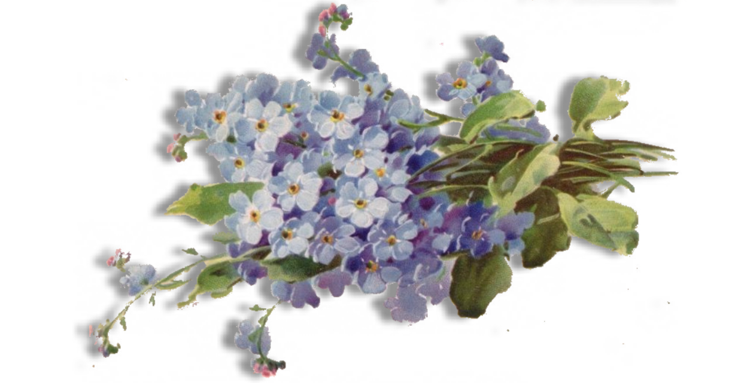 Download PNG image - Forget Me Not PNG Free Download 