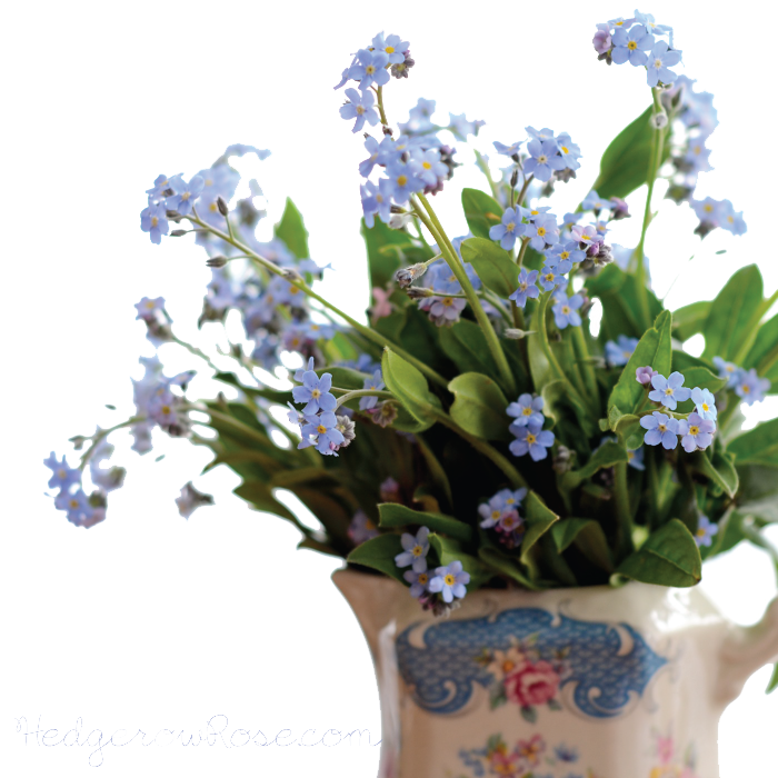 Download PNG image - Forget Me Not PNG Pic 