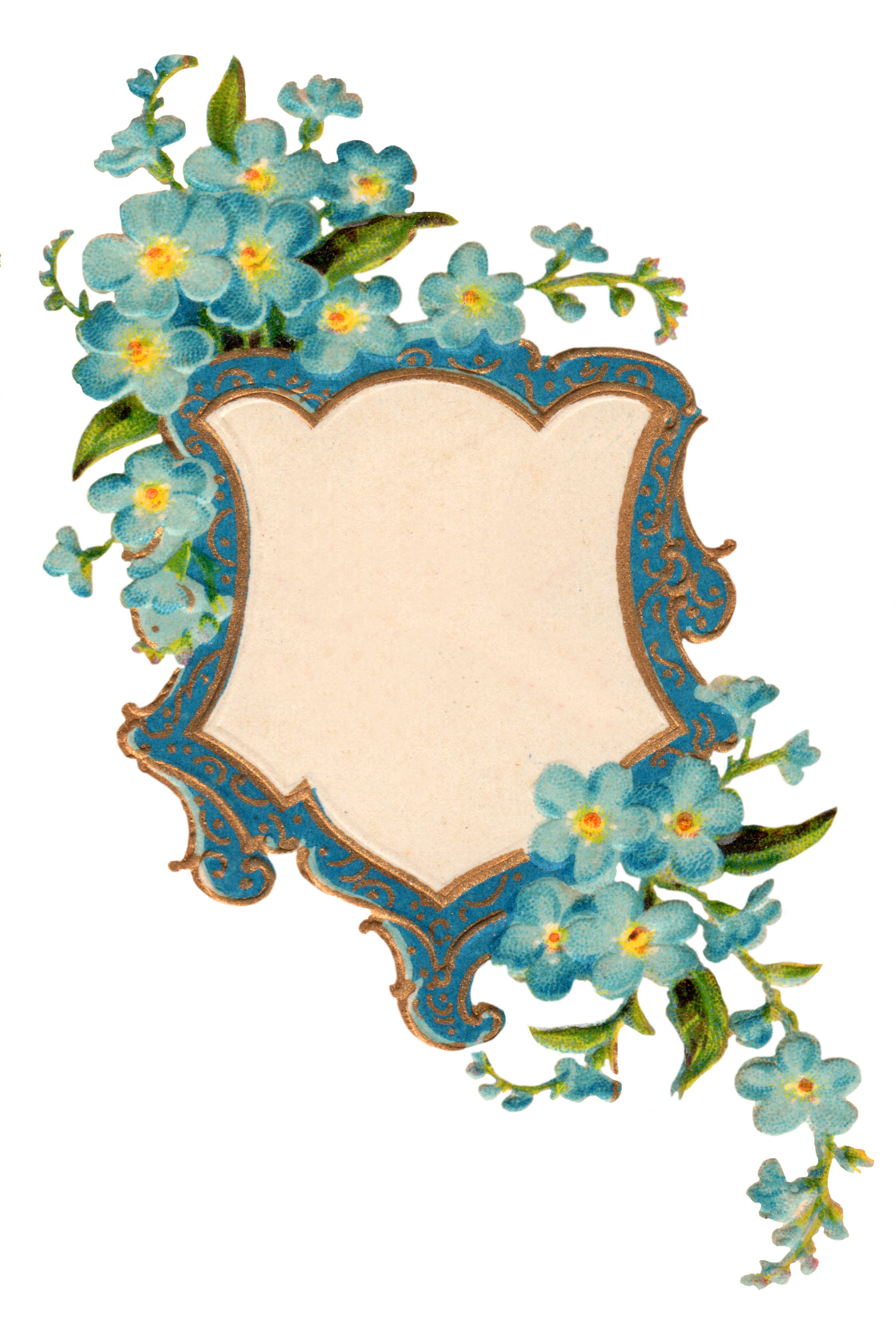 Download PNG image - Forget Me Not PNG Picture 