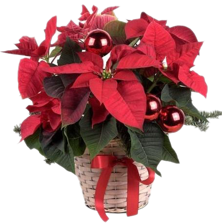 Download PNG image - Fresh Poinsettias PNG Clipart 
