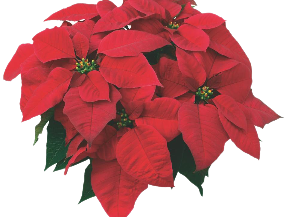 Download PNG image - Fresh Poinsettias PNG Image 