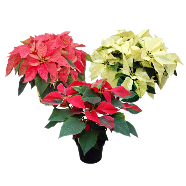 Download PNG image - Fresh Poinsettias PNG Photo 