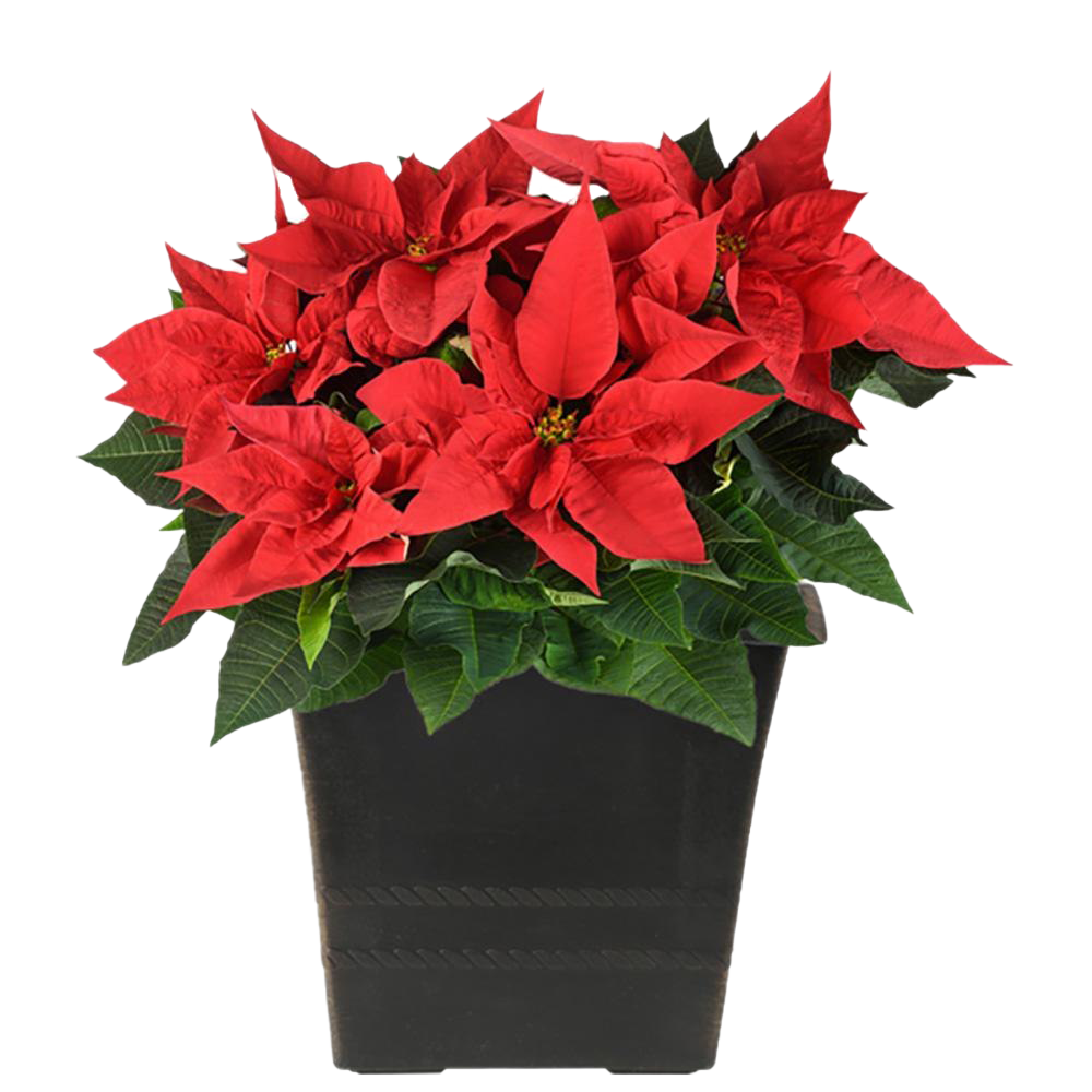 Download PNG image - Fresh Poinsettias PNG Pic 