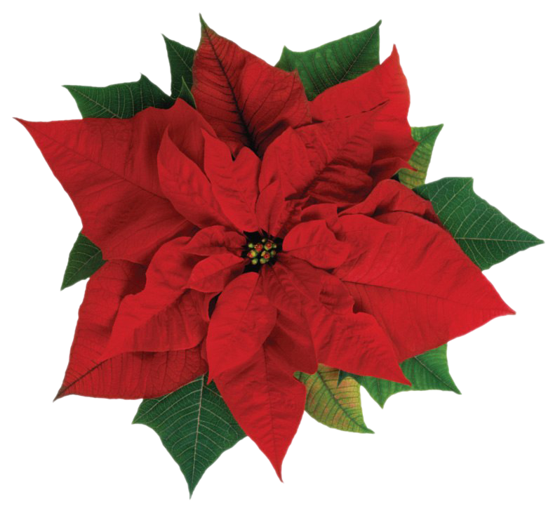 Download PNG image - Fresh Poinsettias PNG Picture 