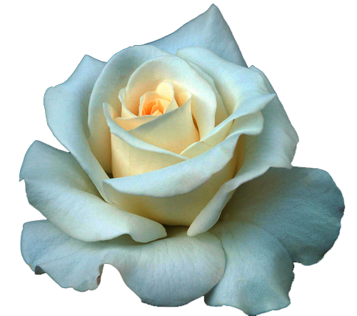 Download PNG image - Full Grown White Rose PNG 