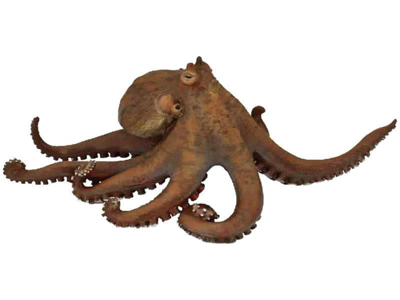 Download PNG image - Giant Squid PNG Pic 