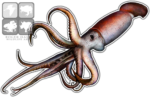 Download PNG image - Giant Squid PNG Transparent Image 