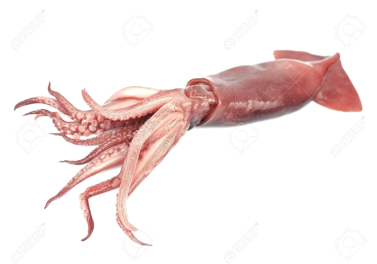 Download PNG image - Giant Squid Transparent PNG 