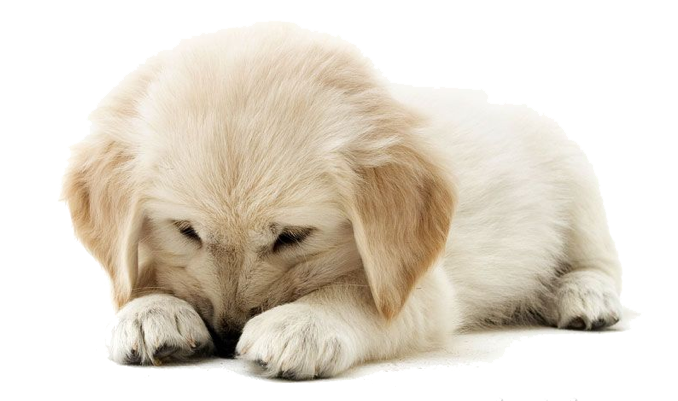 Download PNG image - Golden Retriever Puppy PNG Clipart 